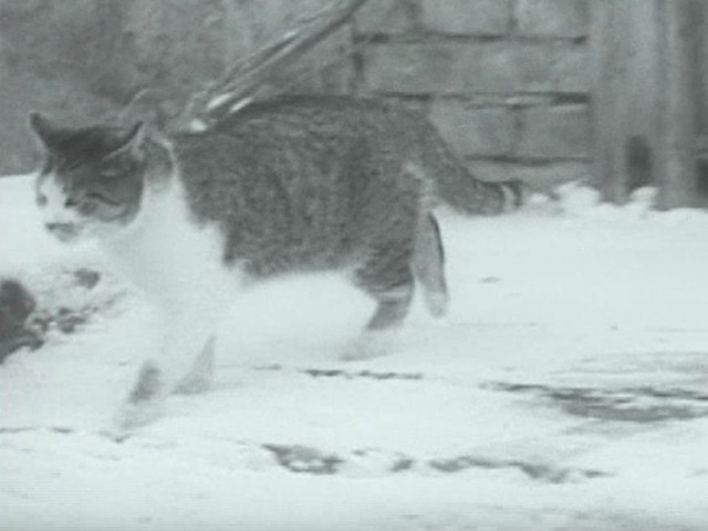 Kodėl katinui patrumpino uodegą